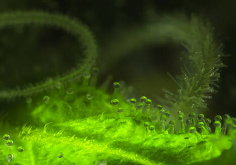 macro photo of cannabis trichomes and stigmas with deep field lighting and focus stacking technique