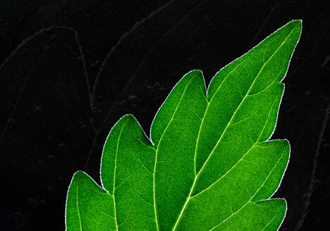 cannabis macro art photography by sebastian marincolo, stigmas, cannabis leaves, leafs, marijuana, weed, THC