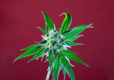 cannabis macro art photography by sebastian marincolo, stigmas, trichomes, cannabis leaves, leafs, ripe stigmas, cannabis flower, marijuana, weed, THC