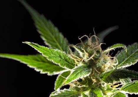 cannabis macro art photography by sebastian marincolo, stigmas, trichomes, cannabis leaves, leafs, ripe stigmas, cannabis flower, marijuana, weed, THC