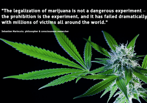 cannabis macro art photography by sebastian marincolo, stigmas, trichomes, cannabis leaves, leafs, ripe stigmas, cannabis flower, marijuana, weed, THC