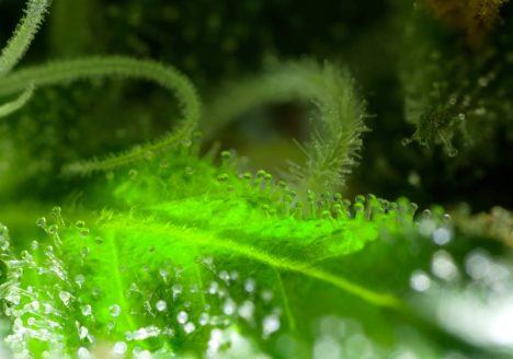 cannabis macro art photography by sebastian marincolo, stigmas, trichomes, cannabis leaves, leafs, ripe stigmas, cannabis flower, marijuana, weed, THC