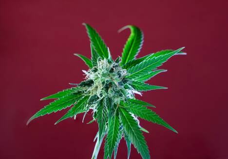 cannabis macro art photography by sebastian marincolo, stigmas, trichomes, cannabis leaves, leafs, ripe stigmas, cannabis flower, marijuana, weed, THC