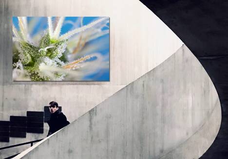 Art photo "Talking to Lester" by Sebastian Marincolo, cannabis flower with trichomes