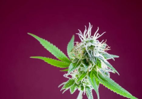 cannabis macro art photography by sebastian marincolo, stigmas, trichomes, cannabis leaves, leafs, ripe stigmas, cannabis flower, marijuana, weed, THC