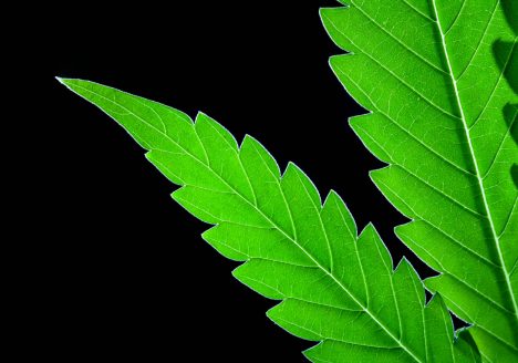 cannabis macro art photography by sebastian marincolo, stigmas, cannabis leaves, leafs, marijuana, weed, THC