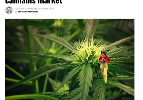 Seven Myths about the recrerational market, article by Sebastian Marincolo in Cannareporter.eu 2025